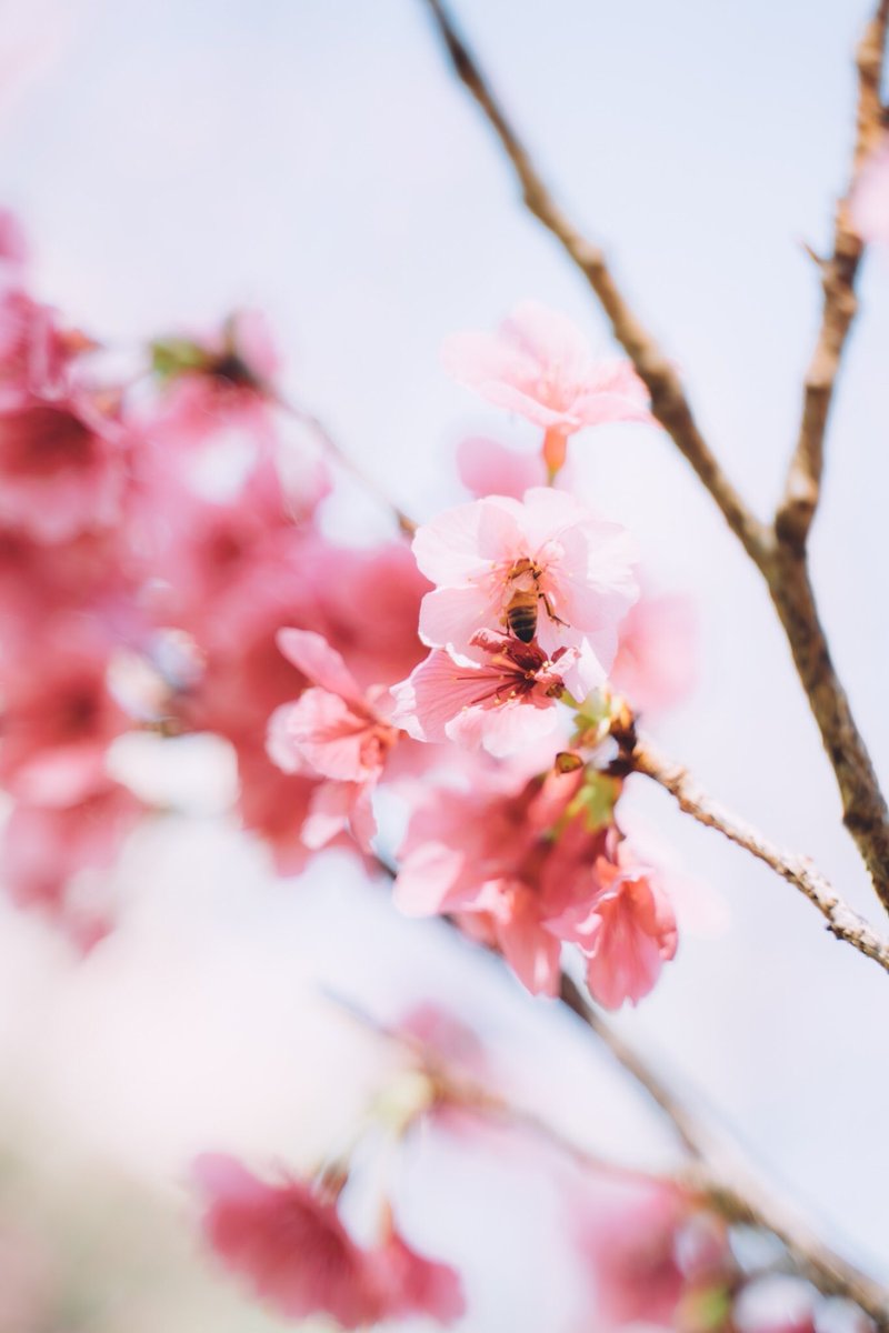 鈴木サラサ しばらく沖縄 Suzukisarasa Twitter