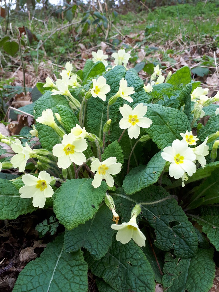 Nick Tribe tweet media