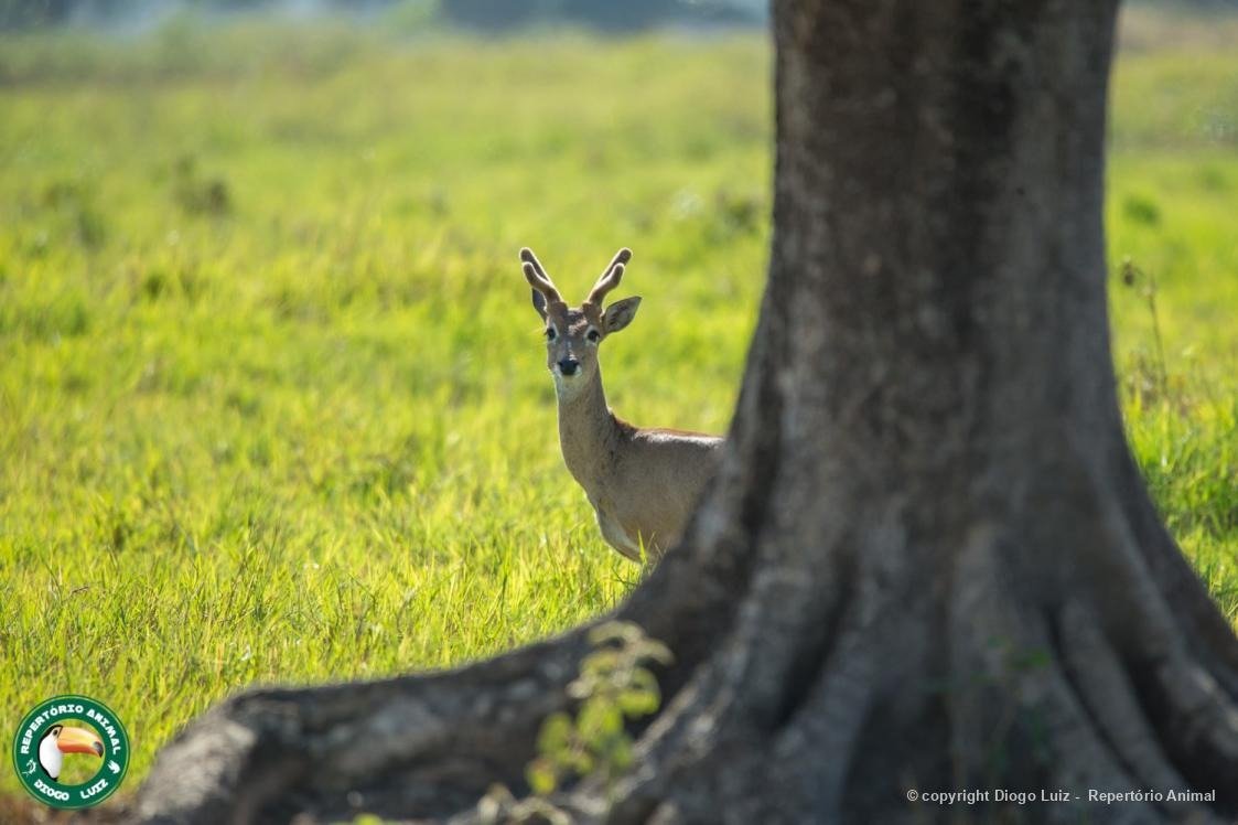 Biofaces tweet media