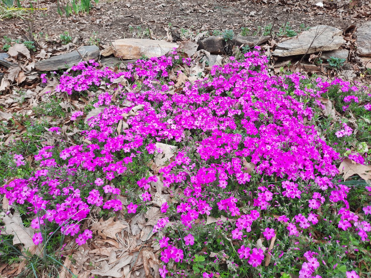 KatherinePasour's tweet photo. Another sign of the arrival of Spring--phlox. These tiny flowers work together to create a beautiful carpet of pink. Perhaps a sign for us that we could accomplish beautiful things if we work together.
#LoveOneAnother #ShareTheLove #spring https://t.co/2gS06QataW