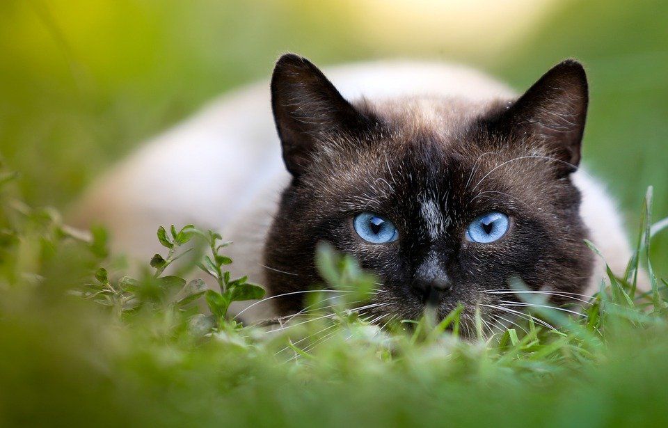 SongBirdSBS's tweet photo. 🐦🐈 Have you seen our cat research findings published in #TheTelegraph today? Great article highlighting the “win-win” solutions discovered by #TheUniversityOfExeter proven to reduce cat predation!
https://t.co/iR7KyknfDQ
#CatResearch #UniversityOfExeter #CatOwners #BirdLovers https://t.co/UnYUk2ysua