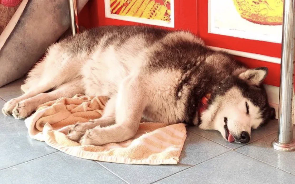 強盗が押し入った際の仮想訓練中に？店内で爆睡する番犬の様子www