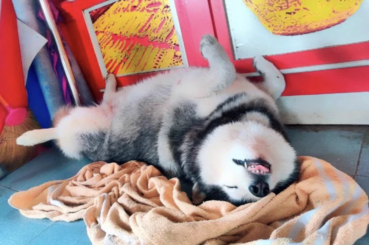 強盗が押し入った際の仮想訓練中に？店内で爆睡する番犬の様子www