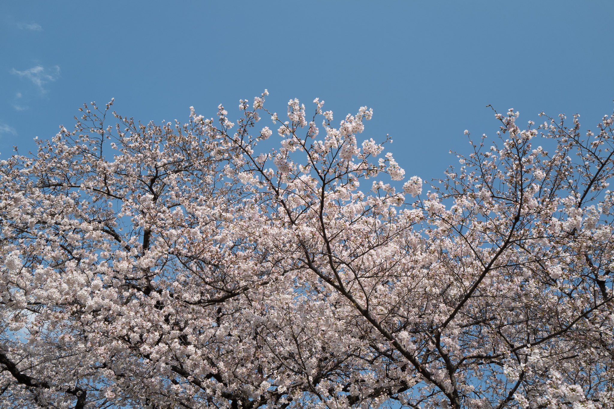 Yu Kake 3月28日の誕生花 ソメイヨシノとヤマブキ T Co Lnel7aakr2 Twitter