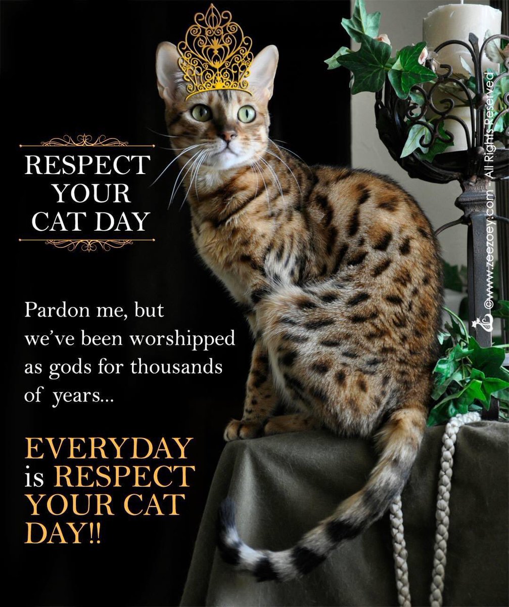 День уважения к кошке. Respect your Cat Day. День уважения кошки. День уважения кошки (respect your Cat Day).