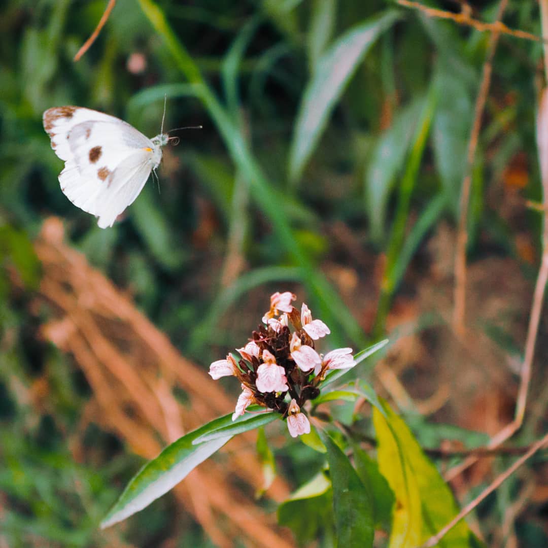 आजको दिन