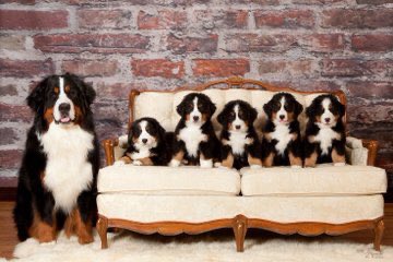 #sundayvibes How good are all these puppies ? And how good is the photographer ?