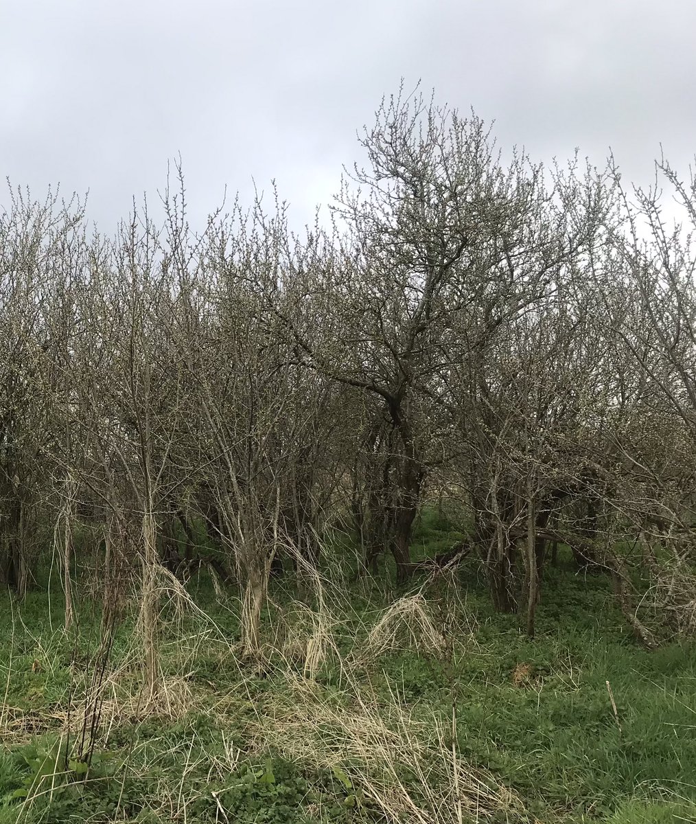 NSF_group's tweet photo. This old damson orchard is a great source of suckers for replanting elsewhere. A member of @NSF_group Remembers picking damsons for pocket money as a child. The fruit were sent to Lancs to dye cloth https://t.co/1mOy9uL5pA