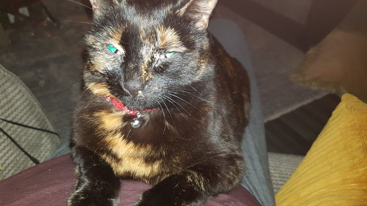 Tyburn_Cross's tweet photo. #CookieCuddles https://t.co/QZFBmJ7p3z