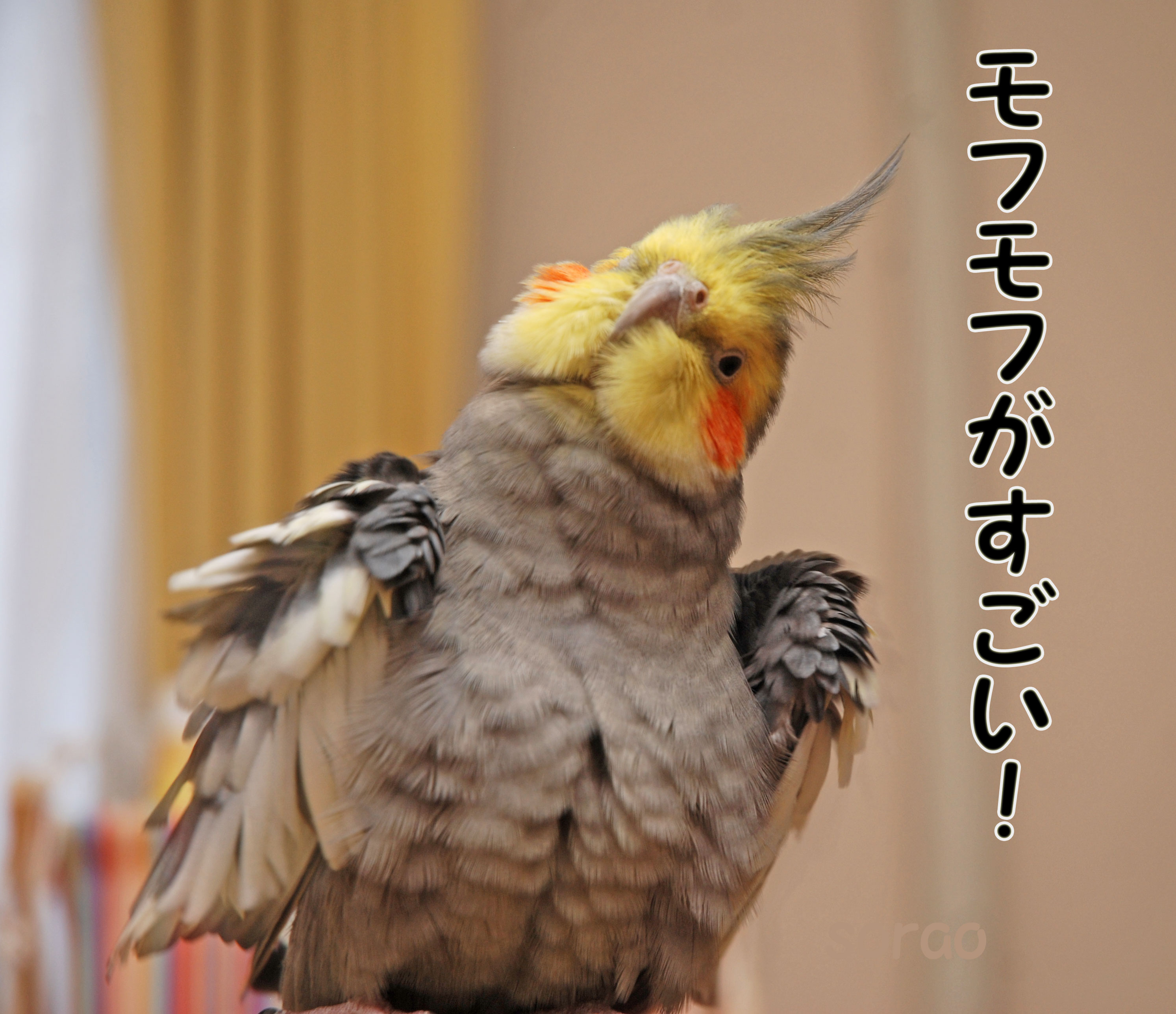 オカメインコのそらおくん 名前の最初をぽにすると超絶可愛い オカメインコのぽらおくん T Co Zv4lpti1hp Twitter