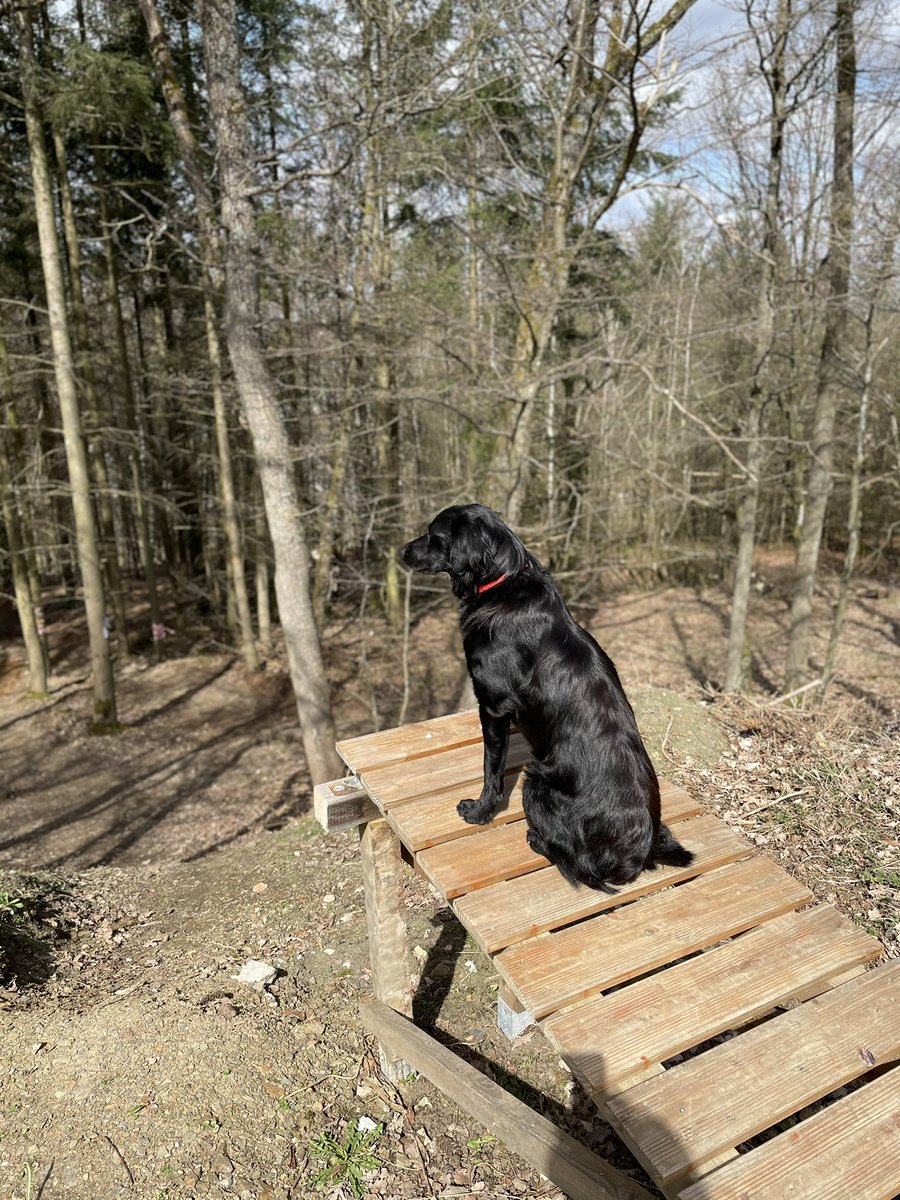 JeeperMTJ's tweet photo. Building Trails with Hooman #nodignoride #trailparkhohenahr 🐾 🐕 #pawtner #pawfect #dog #dogs #traildog #dogsofinstagram #instadog #bestwoof #dogmix #dogsonadventures #adventuredog #stojanofficial https://t.co/5AE0ut1pv0