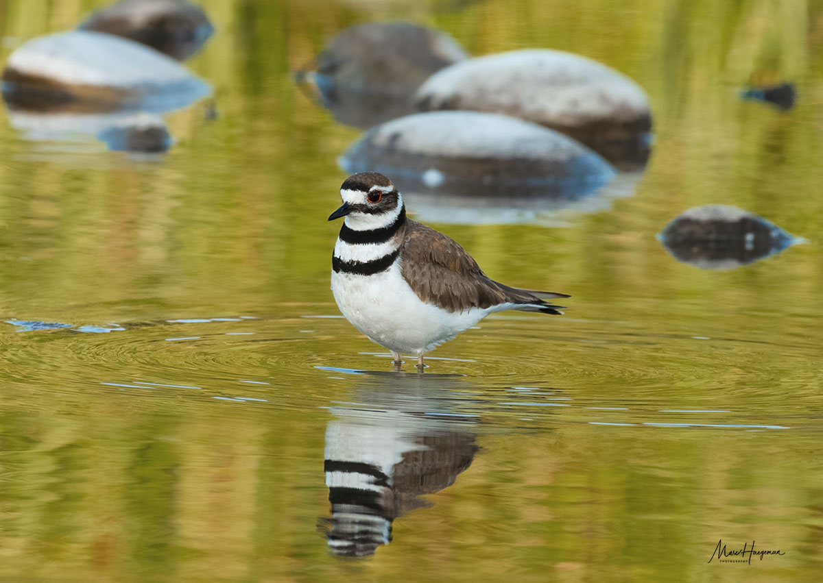 Marc_Haegeman's tweet photo. Een Amerikaans neefje van onze #plevier, de #killdeer met een extra bandje op dag 28 #maartvogelsmaand @bloglezer @MijnNatuurpunt @vogelnieuws @vogelinfo @Natures_Voice @Sovon #birdphotography https://t.co/8XfSDvxXRN