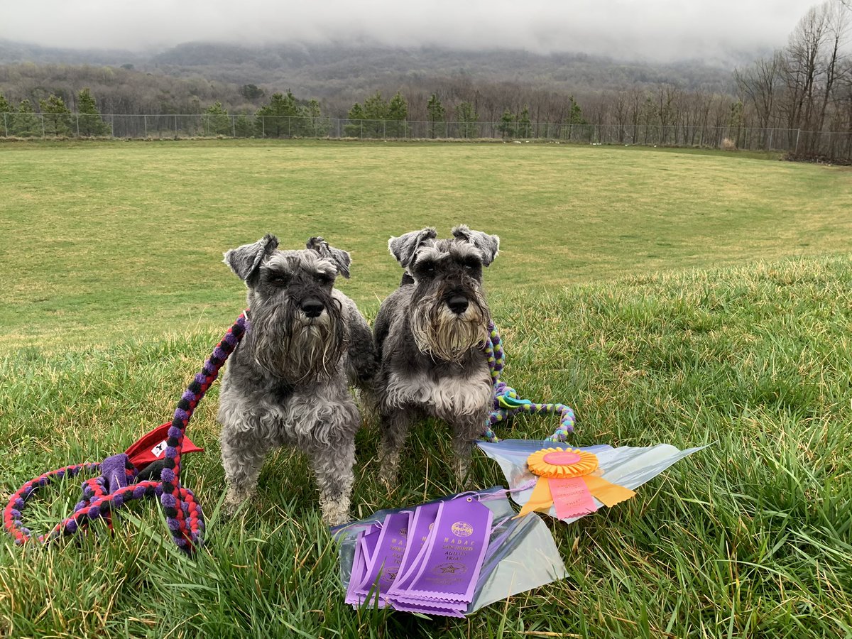AMSC_schnauzer's tweet photo. Lots of schnauzers having a great weekend doing performance sports!! #SchnauzerGang #Schnauzer @akcdoglovers #dogs #dogsoftwitter #dogsofinstagram #performancedogs https://t.co/XZZd0jKey8