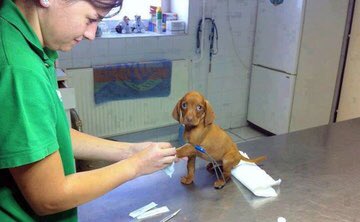 Her #SundayMotivation was to help this little blue eyed puppy❤️