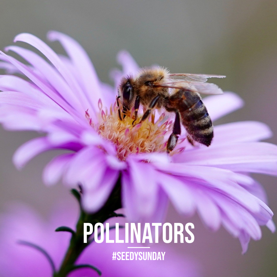 Are you planning your garden? Consider pollinators! Try planting perennials like red or purple hollyhock, bee balm, coneflowers, or sage. Check out Oakvillegreen's Native Plant Sale for a range of choices. <a href="/henhere/">Halton Environmental Network</a> <a href="/GSSHaltonPeel/">GSS Halton-Peel</a> <a href="/SeedsDiversity/">Seeds of Diversity</a> #SeedySunday <a href="/Oakvillegreen/">Oakvillegreen</a>