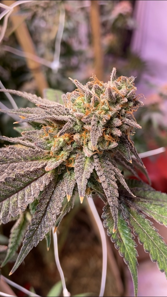 WGREGO202's tweet photo. Love this Organic No Till setup @410growco and the cover crop looks lush and very happy just like the buds forming!

#TeamOptic #OpticLED #LedGarden #TopShelf #FireWeed #LEDGrowLights #GrowLights #WeStackNodes #HighTimes #MedicalMarijuana #Organic #NoTill #NoTillCannabis https://t.co/YU6kVrOBok