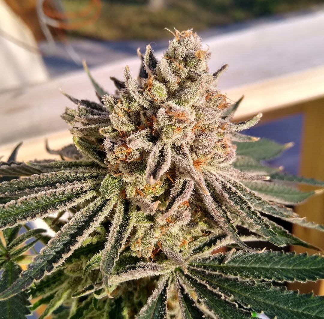 WGREGO202's tweet photo. Love this Organic No Till setup @410growco and the cover crop looks lush and very happy just like the buds forming!

#TeamOptic #OpticLED #LedGarden #TopShelf #FireWeed #LEDGrowLights #GrowLights #WeStackNodes #HighTimes #MedicalMarijuana #Organic #NoTill #NoTillCannabis https://t.co/YU6kVrOBok