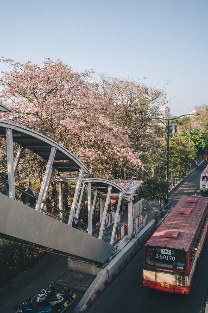 repeacediary's tweet photo. ฤดูสีชมพูที่หมอชิตวนกลับมาแล้ว 🌸 https://t.co/095mQGwlt5
