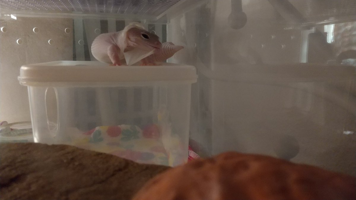 milutonn's tweet photo. なにもそんな所で脱皮せんでも。。
#ヒョウモントカゲモドキ
#脱皮 https://t.co/yVgNDADjYj