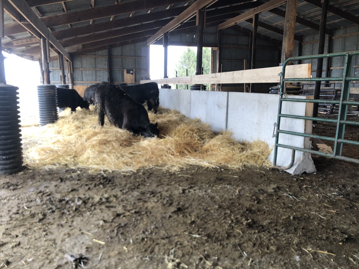 ScottCornGuy's tweet photo. Another project completed that should definitely help better ROG and feed efficiency ๐ sold the red loader and got a skid. Much better #HappyCattle #EatBeef https://t.co/O9sNQ8Ol5N