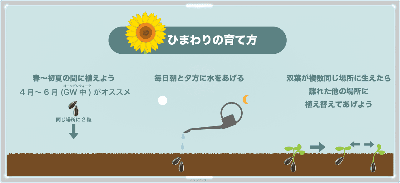 イラレブック そろそろ夏に備えてひまわりの種を植え始めたい ひまわり油は品種によって リノール酸が多いタイプとオレイン酸が多いタイプがある それぞれの違いと ひまわり焼酎についても解説 T Co Ugsld0hwme ひまわり T Co