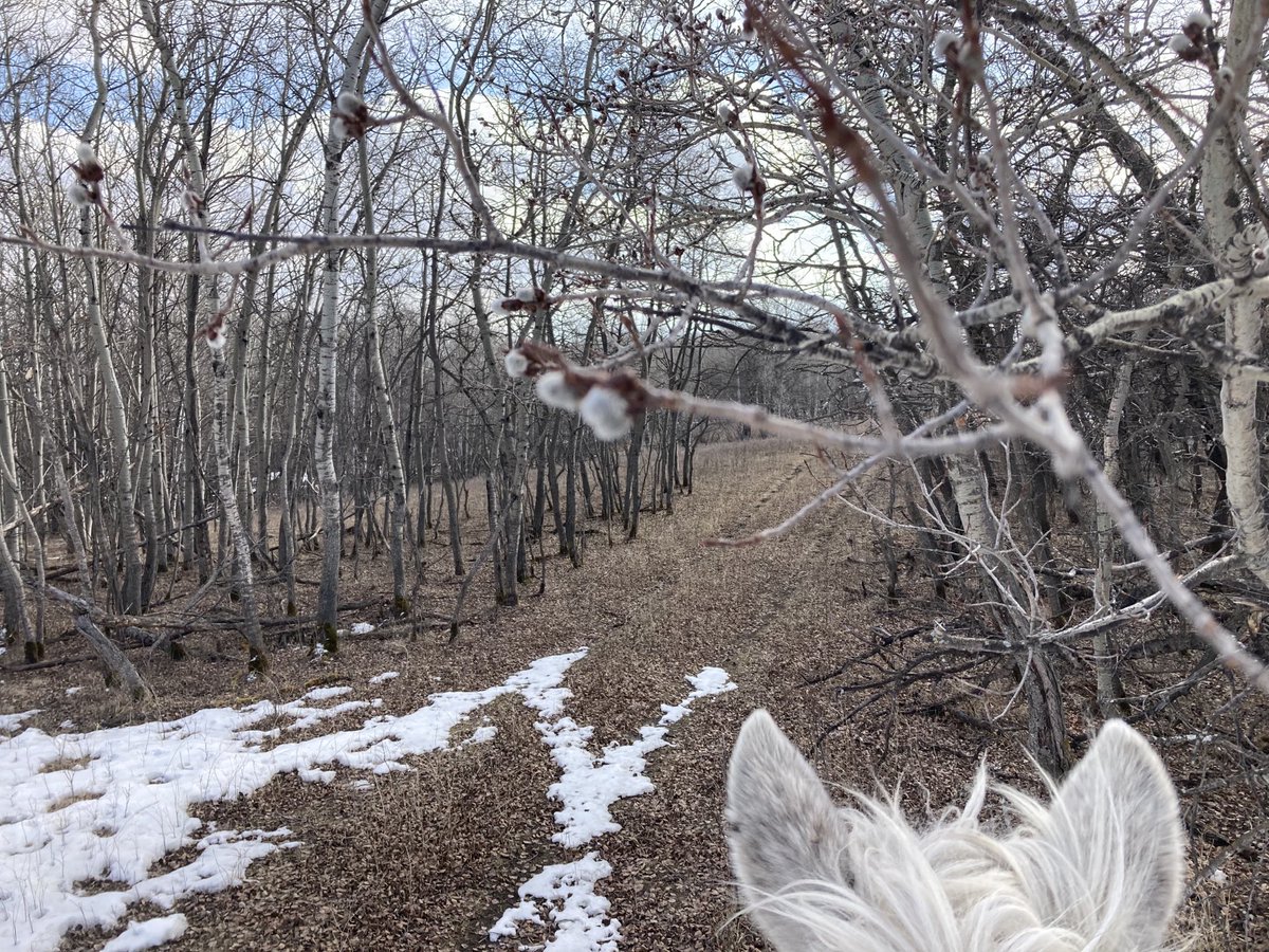 SundanceFarms's tweet photo. Minimal run-off and trees starting to bud. #DrySpring https://t.co/Gbu0detwv3