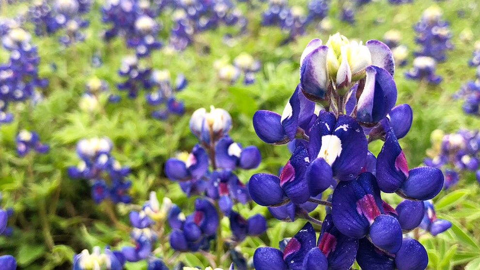 “Mi deseo es quedarme siempre así, viviendo tranquilamente en un rincón de la naturaleza.” - Claude Monet

#McKinneyFalls #TXStateParks #bluebonnets