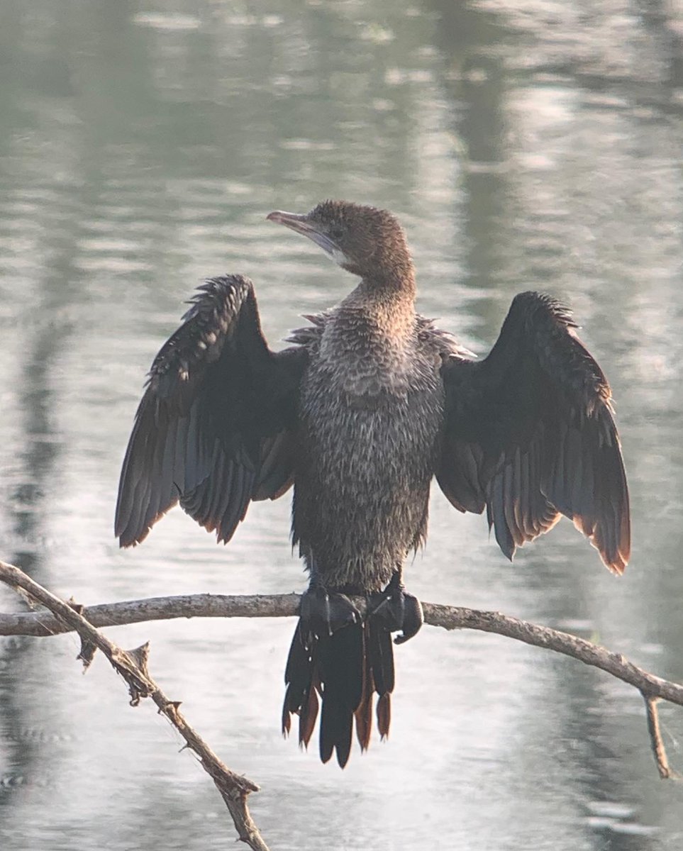 Thank you @CLLodha9898 for sharing this captivating view of blissful birds from Keoladeo Ghana National Park/Bird Sanctuary in Bharatpur, Rajasthan!#DekhoApnaDesh
@my_rajasthan