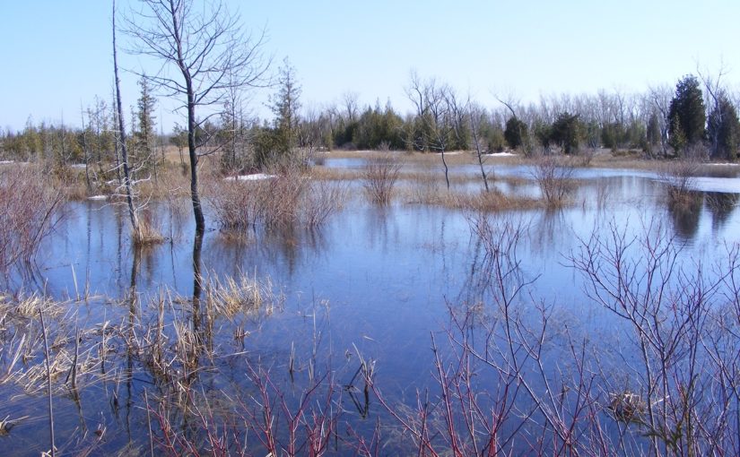 OntarioParks's tweet photo. So special and rare are @PresquilePP's fresh-water pannes that the habitat is considered one of the rarest in Ontario. In fact, it’s considered rare in the world, and is Presqu’ile’s most globally significant habitat. https://t.co/i3TsU3ltDL
#ForeverProtected https://t.co/IuZT1blc2p