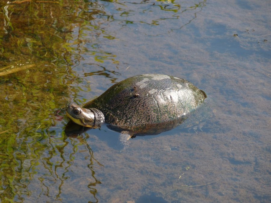 OntarioParks's tweet photo. So special and rare are @PresquilePP's fresh-water pannes that the habitat is considered one of the rarest in Ontario. In fact, it’s considered rare in the world, and is Presqu’ile’s most globally significant habitat. https://t.co/i3TsU3ltDL
#ForeverProtected https://t.co/IuZT1blc2p