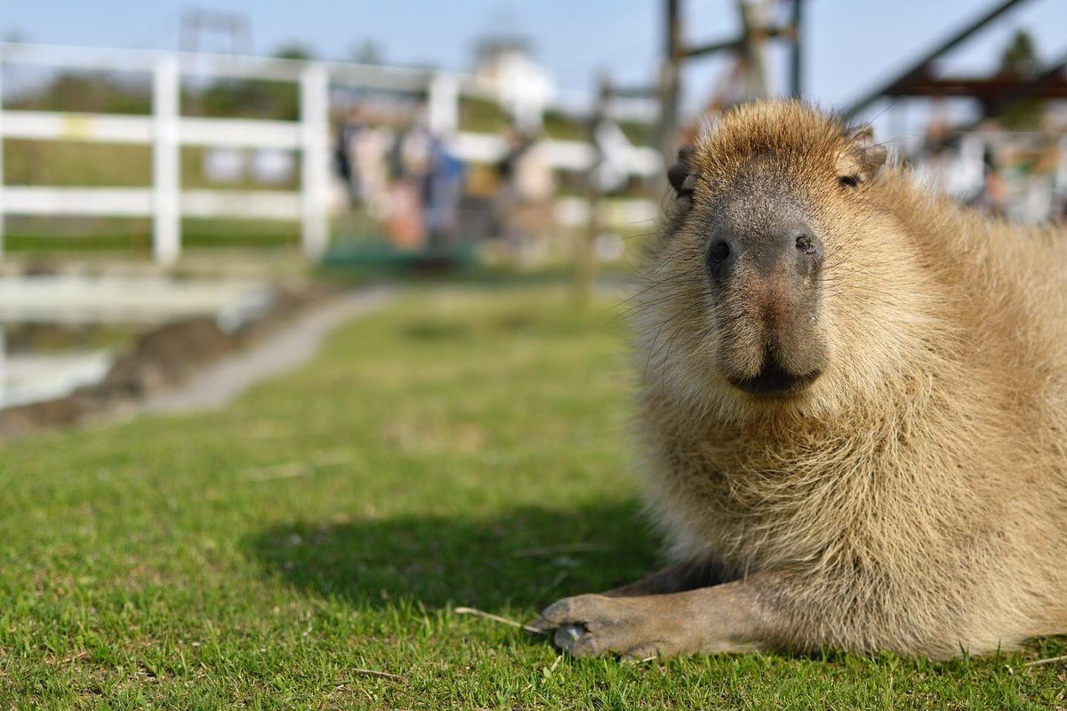 カピバラ好き