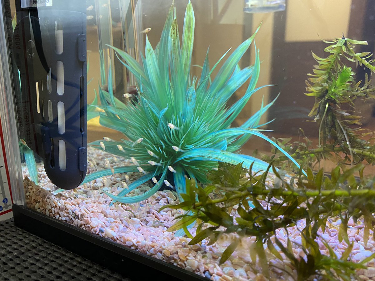 ライヤーテールモーリー