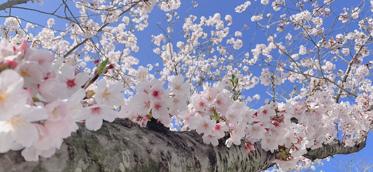 𝙎𝙃𝙊𝙊𝙉𝙂 tweet media