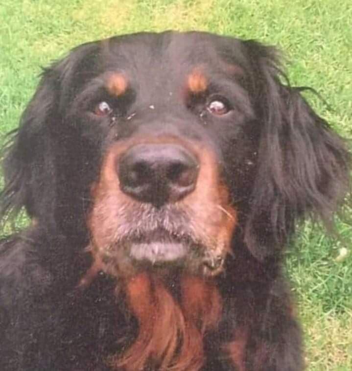 LitchfieldCraft's tweet photo. Today I want to share the #handsome  Ben with you.  He is a good old #dogs portrait.  I loved painting him on this small heart. https://t.co/oe1ydfrHuZ