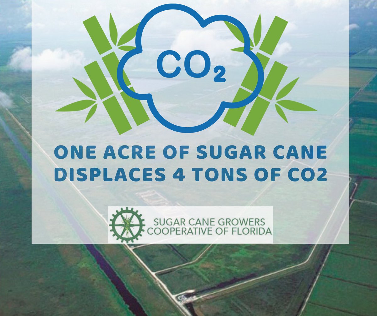 Did you know that sugar cane is an important tool in our efforts to mitigate global warming? 

Our crops absorb and store carbon dioxide (CO2)— While all living plant matter absorbs CO2 as part of photosynthesis, sugar cane processes significantly more than some other plants.