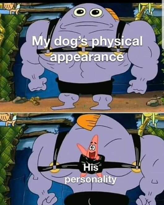 AntisocialNight's tweet photo. People walk too close to my 3ft fence all the time to coo at &amp; touch my huskies, but will start yelling when my GSD barks at and runs towards them. Get on the sidewalk across the road if you're gonna be a bitch. It's MY yard you're walking on anyway... 
#dogs #memes #memesdaily https://t.co/WNa3R4IrpZ
