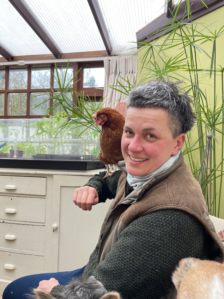 PenbancPasture's tweet photo. Floppy is an ex battery hen. Found her and pals under motorway bridge. She’s been a bit sick lately and seems to have moved in with us. #animalwelfare #regenag https://t.co/OGeqa90GGS