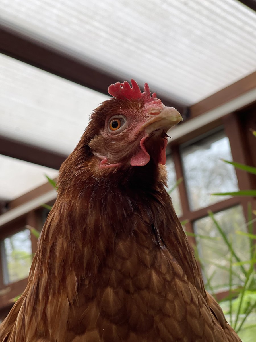 Floppy is an ex battery hen. Found her and pals under motorway bridge. She’s been a bit sick lately and seems to have moved in with us. #animalwelfare #regenag