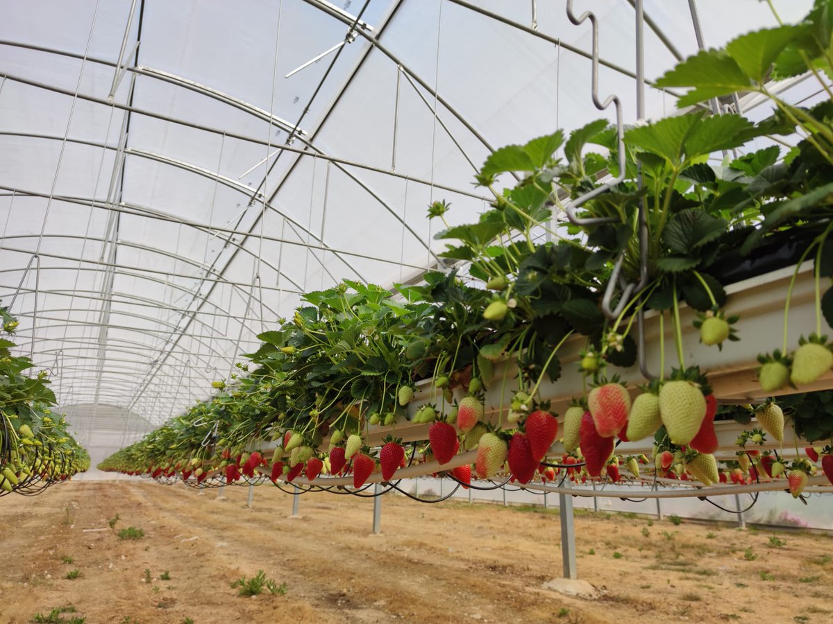 SepoLF's tweet photo. Strawberries fields forever... 🍓🍓🍓 #morango #Agricultura #strawberry #agriculture #hidroponia https://t.co/5vTZRWKKGG