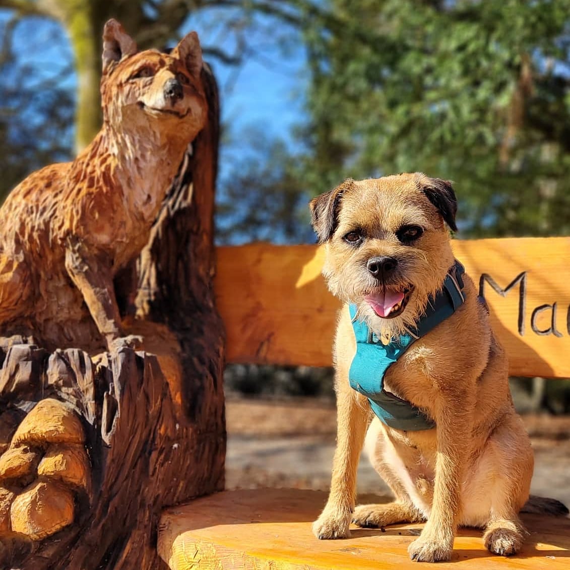 Hello Twizzle pals!Mum got a new phone and couldn't remember my password for twitter but i'm back in action now(rolls eyes at mum)🐾Hope you're all well❤🙌 <a href="/BTposse/">Border Terrier Posse</a>