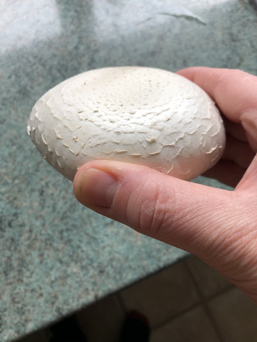 That’s breakfast tomorrow sorted! #Homegrown