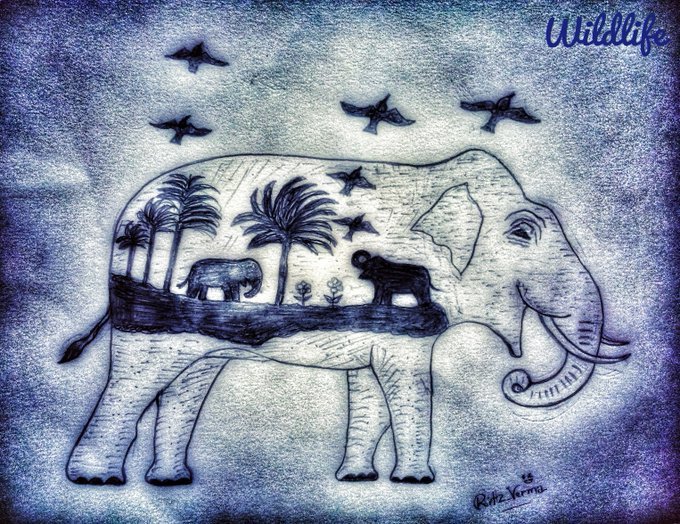_A_Learner_'s tweet photo. @elephantjournal @NatashaLink1 Seeing wildlife is like seeing celebrities...... only ten times better. 🙌
(I mean.... creatures are the real superstars &amp; everyone knows it. 😄) 
#WiseCreatures 🐘💖 https://t.co/g1ybKDbfuk