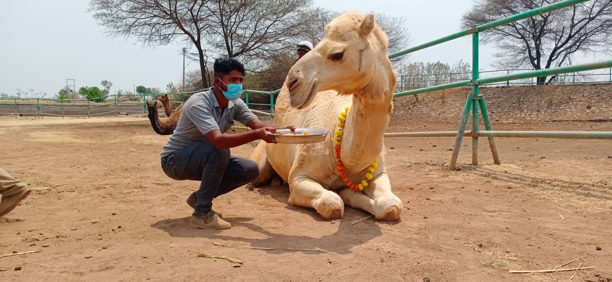Happy Holi! Camel rescued from Eid sacrifice gets treats.