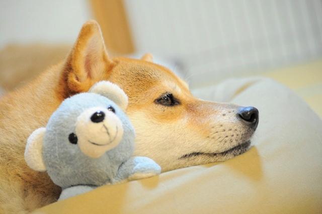 MoFoxxies's tweet photo. Hope everybody is having a comfy Sunday!

#dogecoin #dogecoinrise #dogearmy #dogefam #dogecointothemoon #wow #socomfy #verylazy #wantsleep #muchtired #wow https://t.co/BqDHBSg9tS