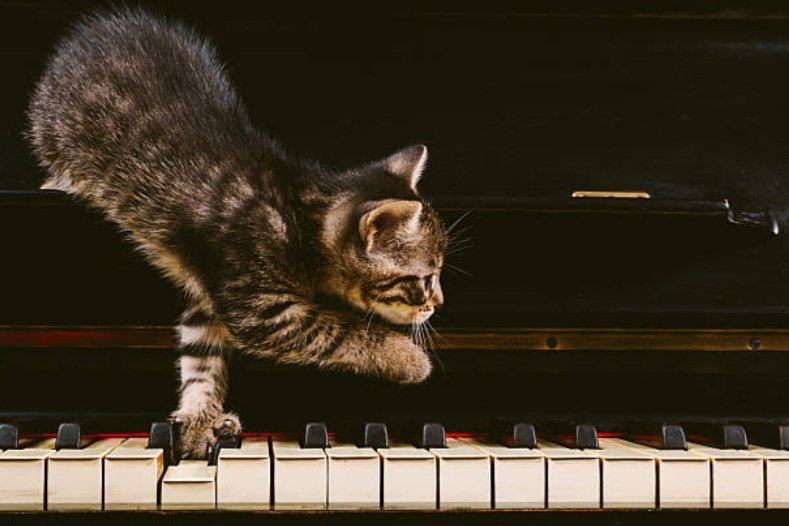 When your fluffy companions become your musical inspiration: Domenico Scarlatti composed his “cat fugue” after his cat Pulcinella walked across his keyboard.

#DCLfun

bhsblueprint.org/showcase/2020/…