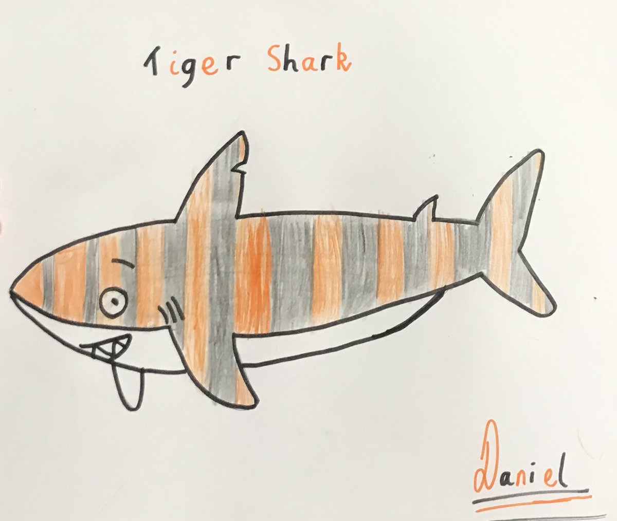 Ableeming76's tweet photo. After yesterday’s #MastersOfPlay Parrot we have today’s brilliant #DrawWithRob Shark. Daniel has drawn himself a Tiger Shark, lol. @RobBiddulph makes it look so easy, simple but effective. Thanks Rob! https://t.co/YDohmlK8Ub