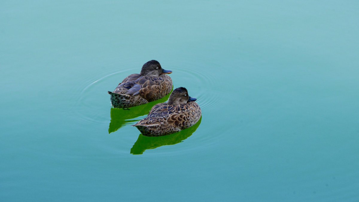 BirdsandBuildi1's tweet photo. Two juvenile Mallards sleeping in the Central Park Reservoir. 
Shot on 8/9/2020

#birdwatching #birdphotography #mallard #centralpark #centralparkreservoir #avianphotography #duck #duckphotography #lumix #lumixphotography #lumixg7 #shotonlumix https://t.co/68XqQOG48w