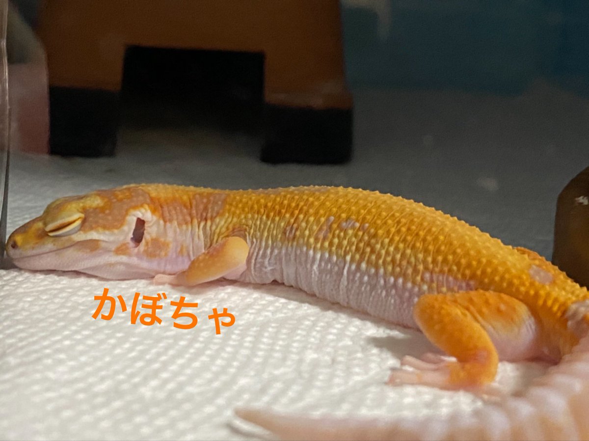 leopa_hatyu's tweet photo. 固定ツイート更新

現在レオパ2匹、ニシアフ1匹を飼育しています
生き物系、特に爬虫類が好きでこの垢作りました！
たくさんの方の飼育してる子を見せて欲しいです！
まだまだ経験も浅く知識も少ないですがよろしくお願いします！
#爬虫類好き
#ヒョウモントカゲモドキ
#ニシアフリカトカゲモドキ https://t.co/9jeSYUXTsJ