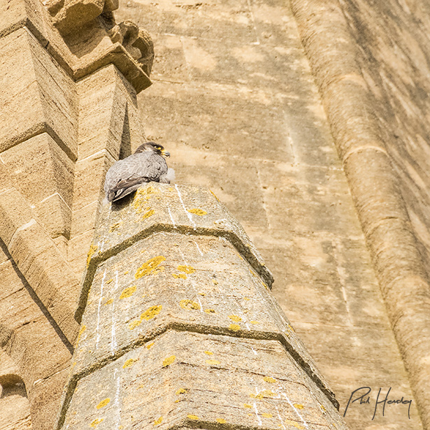 Peregrine perched on St Michael & All Angels church, wonderful to see on my lunctime walk.

@Natures_Voice @StMikes_Exeter 

#urbanbirding #urbanwild #nature #wildlife #birding #Mindfulness #teacherwellness #mentalhealthmatters #exeterperegrines #peregrines #birds