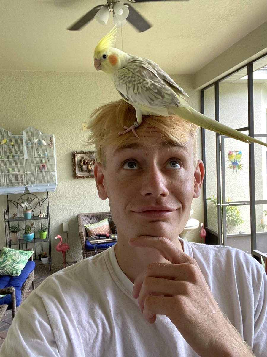 BirdFeed9's tweet photo. My hair looks like a birds nest 🙄
Venus seems to like my haircut 🥰
“Where hair?😳” #Cockatiel https://t.co/dJfM8AlOFM
